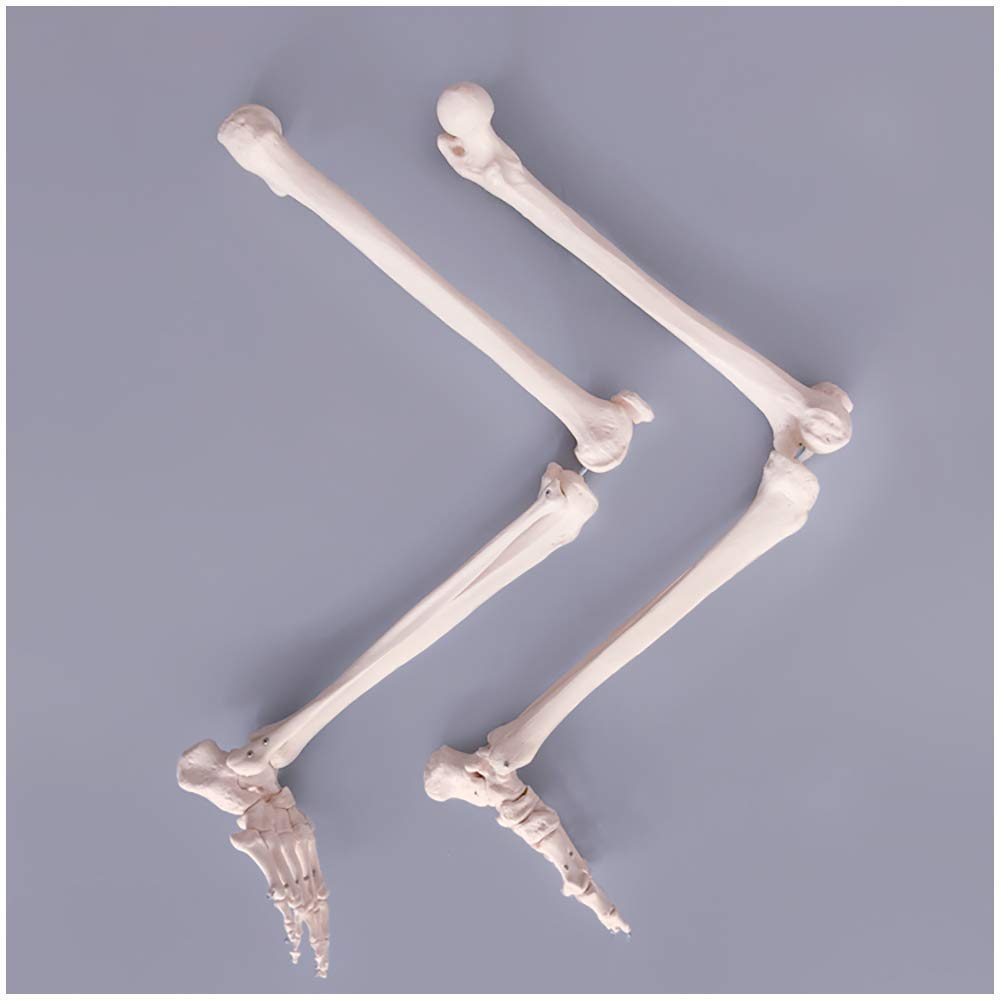 自由下肢骨モデル（右）　医学モデル工業 Amazon.co.jp: 教育モデル実物大下肢モデル下肢骨モデル解剖学的人間